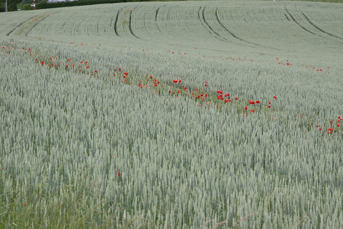 Coquelicot a Clarens - 003